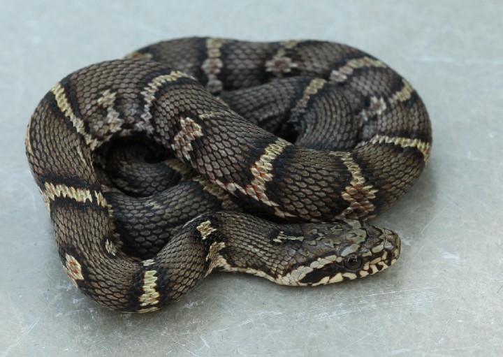 Russian Rat Snake